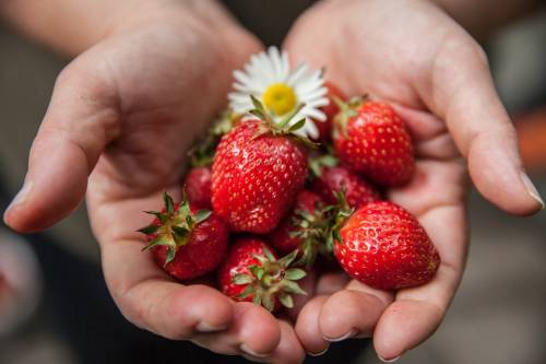 fresas-cookiteca.jpg